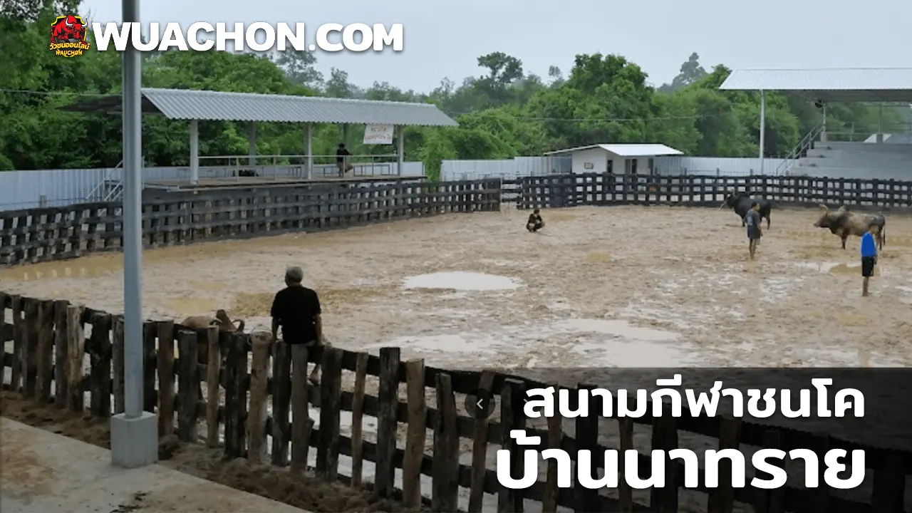 You are currently viewing สนามกีฬาชนโคบ้านนาทราย